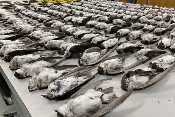 The Surprising Reason Thousands Of Birds Dropped Dead Across The Southwest