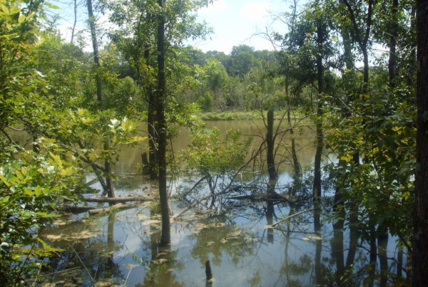 New FEMA Rules Allow For A Focus On Environment-Based Flood Mitigation