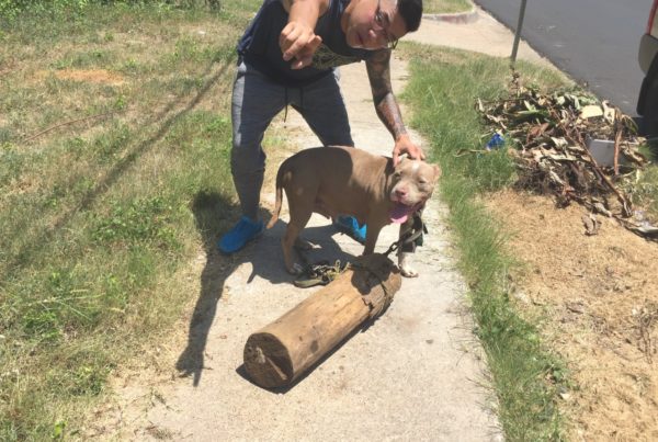 In South Dallas, There’s Not Just A Food Desert, There’s Also A Pet Care Desert