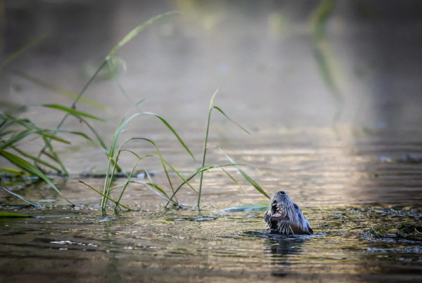 What Do The Economies Of China And Russia Have To Do With Otter Sightings In Central Texas?