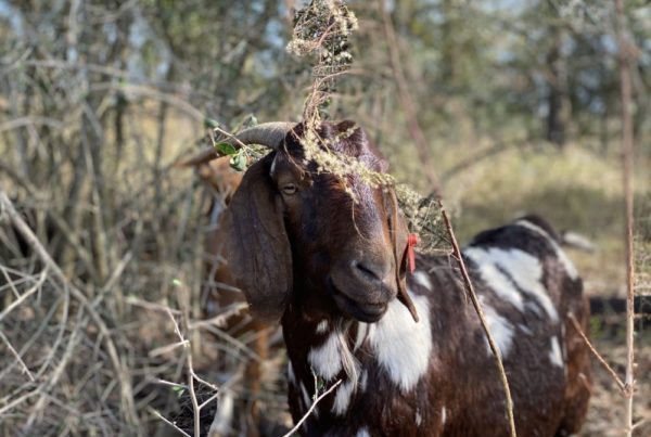 191 Goats Return To Houston Arboretum To Help Mow The Lawn, Eat Invasive Species
