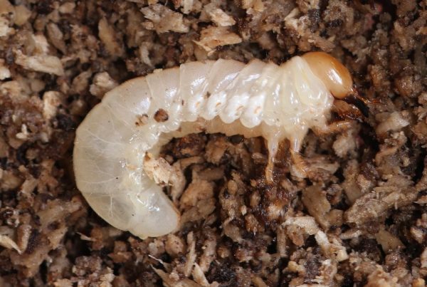 Five (Surprising?) Ways Insects Survive Winter