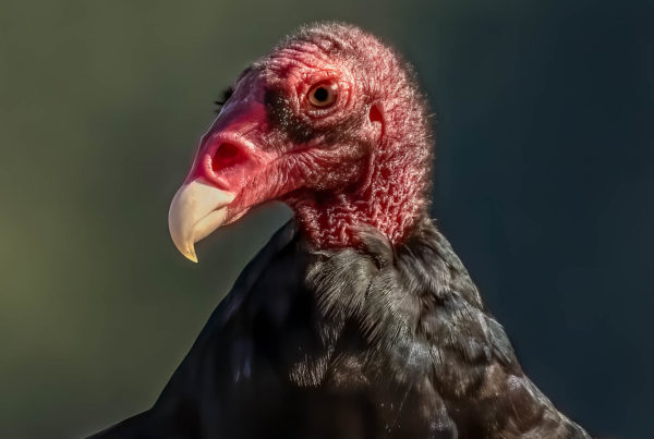 In Praise Of Vultures