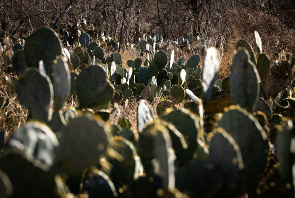 How To Spot And Report The Invasive Moths Destroying Texas Prickly Pear
