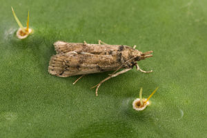 An adult female moth. By Peggy Greb, USDA ARS - This image was released by the Agricultural Research Service, the research agency of the United States Department of Agriculture, with the ID D589-1 (next)., Public Domain, https://commons.wikimedia.org/w/index.php?curid=1214897