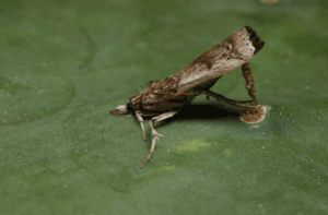 Adult female laying an egg stick. By Ignacio Baez, USDA - http://www.aphis.usda.gov/ppq/ep/emerging_pests/cactoblastis/pgallery.htm, Public Domain, https://commons.wikimedia.org/w/index.php?curid=35002711
