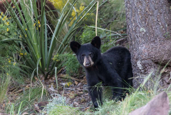 PBS’s ‘Nature’ Spotlights Big Bend’s Biodiversity – Especially Its Wildlife