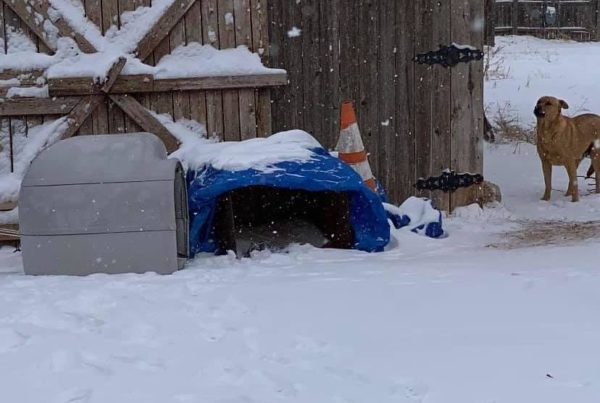 As Texas Sees Historic Cold Storm, Lubbock Resident Aims To Keep Animals Warm