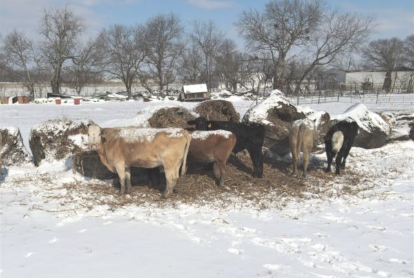 From Stuck Tractors To Dumped Milk, Snowstorm Throws Texas Farmers A ‘Curveball’