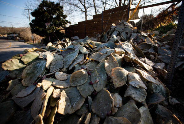 Sad Succulents And Torn Tree Limbs: Storm Wipes Out Plants Around Austin, But There’s Hope For Regrowth