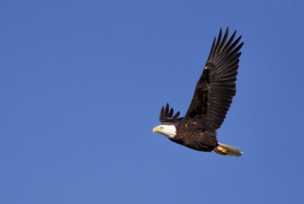 A ‘Born Again Birder’ And The Growing Interest In Texas Birding