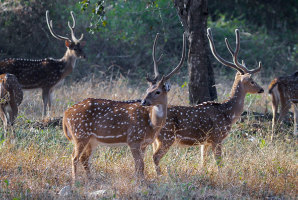 Winter Freeze ‘Crushed’ Non-Native Deer