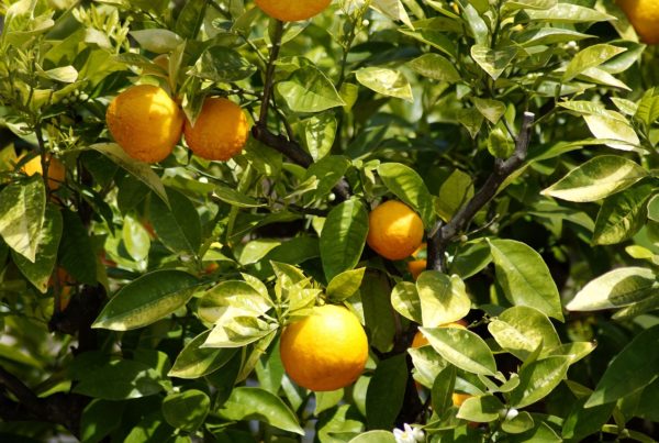 Texas Freeze Could Deal Fatal Blow To Smaller Rio Grande Valley Citrus Growers