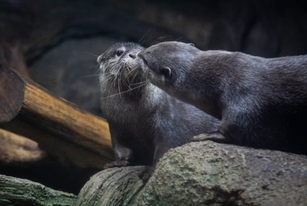 During The Winter Storm, The Austin Aquarium Went Dark And Cold. The Otters Snuggled For Warmth.