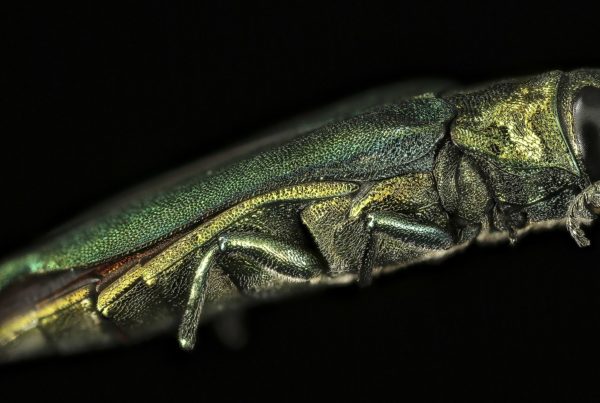 Beware The Emerald Ash Borer, An Invasive Species That’s Killing Texas Ash Trees