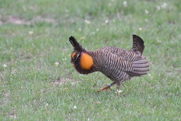 Endangered Birds In Southeast Texas Reach Recovery Milestones
