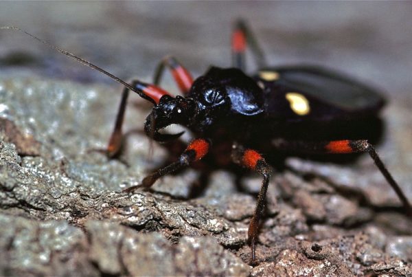 Assassin Bugs: Most Are Good For Your Garden, And They’re Fun To Watch