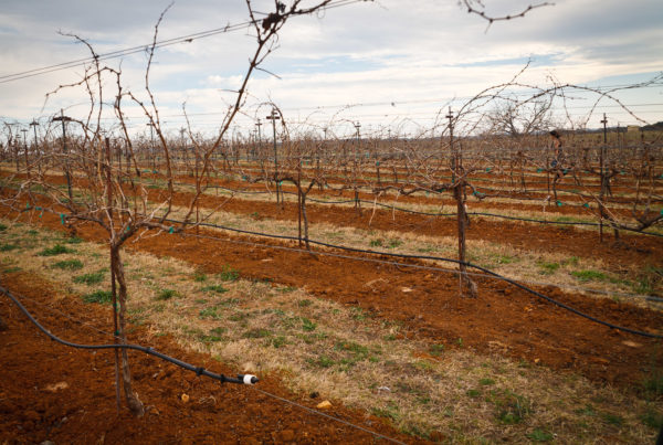 Texas Grape Growers Sue Over Dicamba Drift. They Say The Herbicide Damages Their Vines.