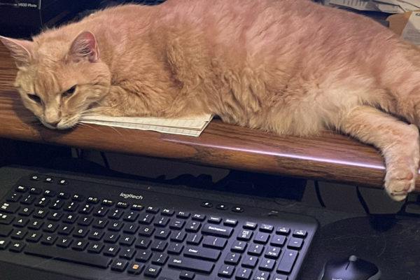 833A8A0D-F16D-4E32-B03A-ED3718DC9689 Texas Standard Web Editor Shelly Brisbin's cat Norbert finds a space on her desk.