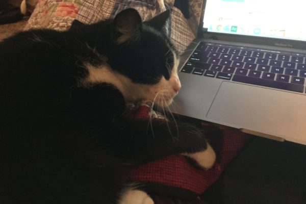 IMG_0297 Texas Standard Managing Producer Laura Rice's cat Beans helps her with some work.