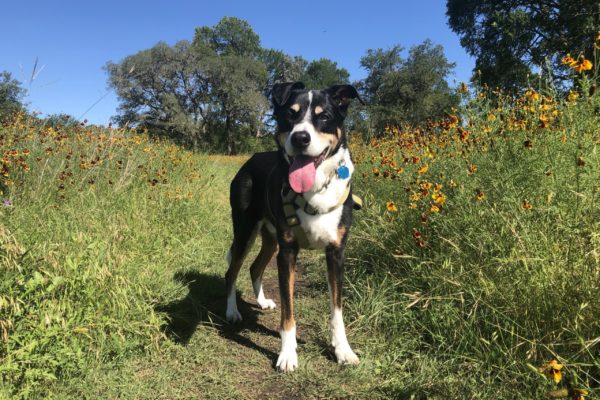 IMG_2840 Texas Standard Managing Producer Laura Rice's dog Klaus on a walk.