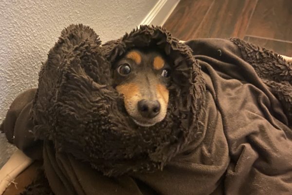 IMG_3063 Texas Standard Technical Director Casey Cheek's dog Vince likes to cuddle in blankets.