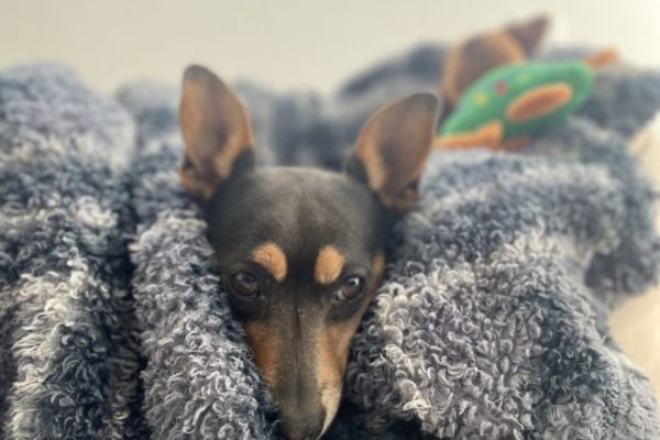 IMG_3237 Texas Standard Technical Director Casey Cheek's dog Vince likes to cuddle in blankets.