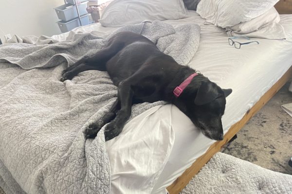 IMG_3582 Texas Standard Editor Terri Langford's dog Abby takes a nap.
