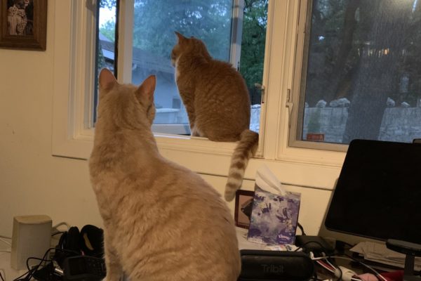 IMG_3815 Texas Standard Web Editor Shelly Brisbin's cats take turns looking out the window.