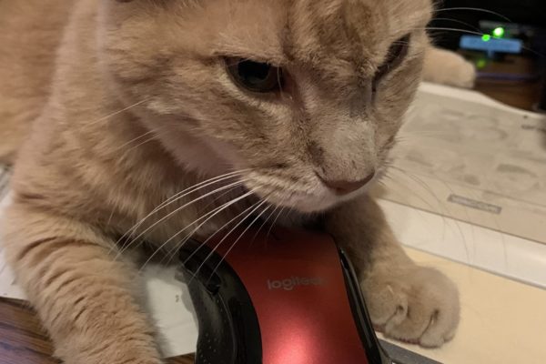 IMG_3936 photo of a cat with a computer mouse