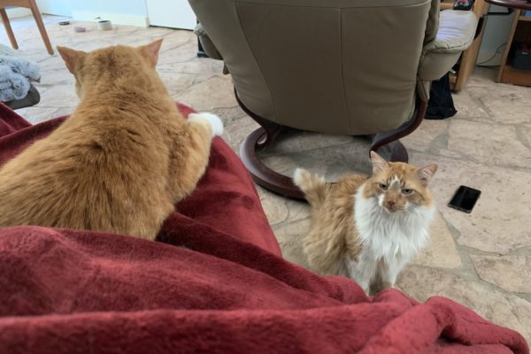 IMG_3972 a photo of two cats vying for lap space