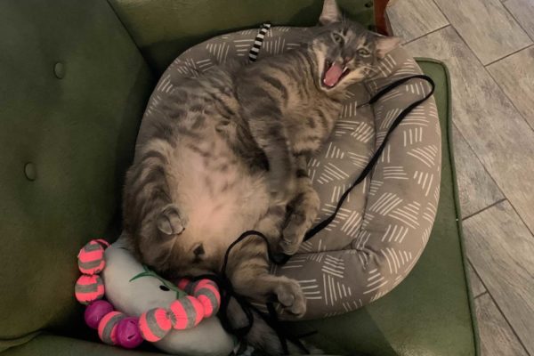 Image from iOS (4) a photo of a yawning cat