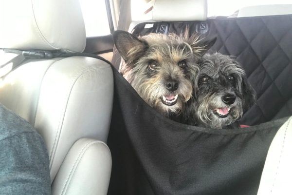 Image from iOS (6) Texas Standard Executive Producer Rhonda Fanning's dogs on the go.