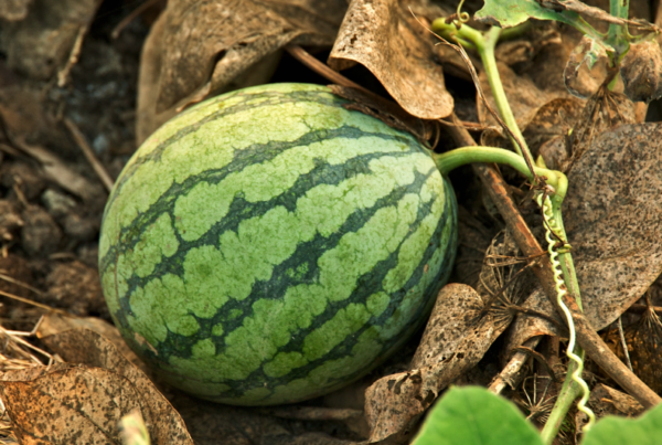 The Backbreaking Work Of Watermelon Season