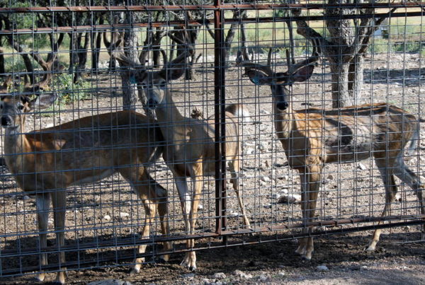 Texas Parks And Wildlife Issues Emergency Order For Chronic Wasting Disease In Deer