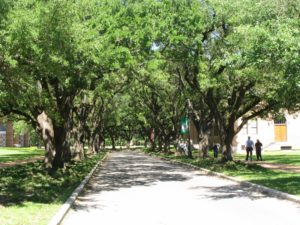 a tree-lined street