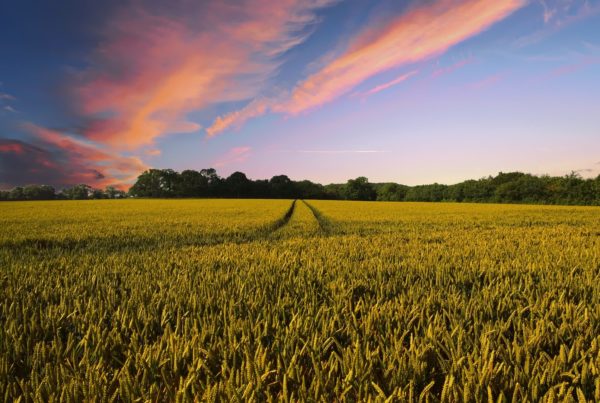 Executive Order Seeks To Level Playing Field For Small Farms