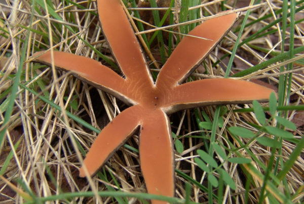 No, Not Matthew McConaughey. This Texas ‘Fun-gi’ Is A Rare Mushroom.