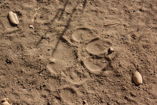 Investigators Say A Mountain Lion Killed One North Texas Man. But Others Have Doubts.