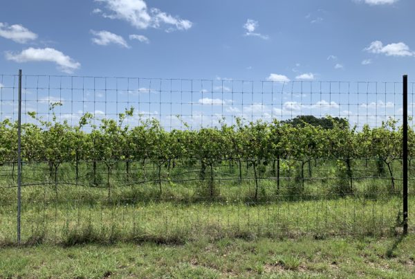 From Pét-Nat To Cab Sauv, Eater’s New Wine Guide Explores What Texas Has To Offer For Newbies And Enthusiasts Alike