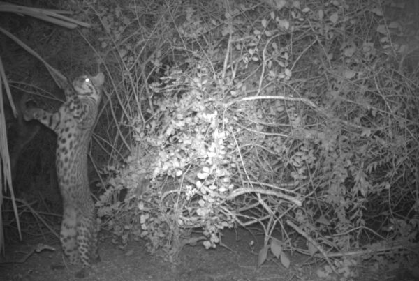 Scientists Are Trying To Save Texas Ocelots. So They Sent Testicles To Ohio