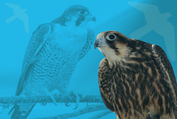 The Texas bed and breakfast for the peregrine falcon