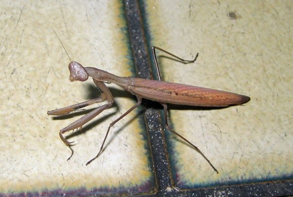 You’re probably not even saying the name of this insect correctly