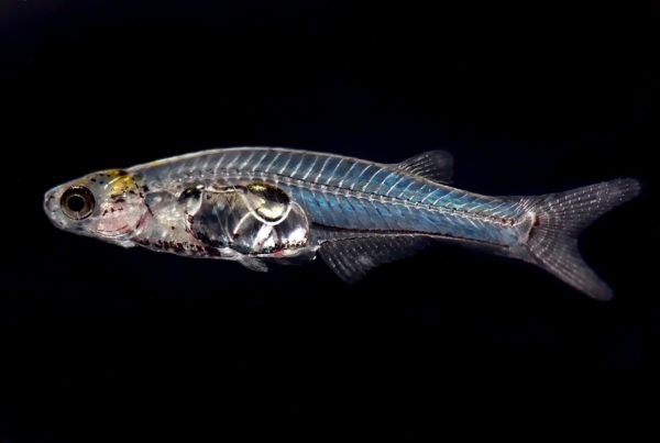 Now properly classified, this tiny, translucent fish could help unlock our brains’ secrets