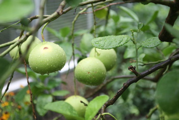 Lower standards for imported grapefruits worry Texas growers