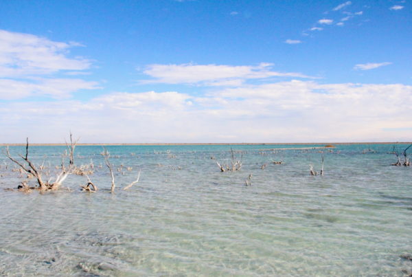 A toxic lake grows unchecked in the West Texas desert