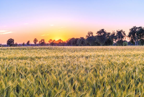 Carbon storage contracts require careful consideration by landowners