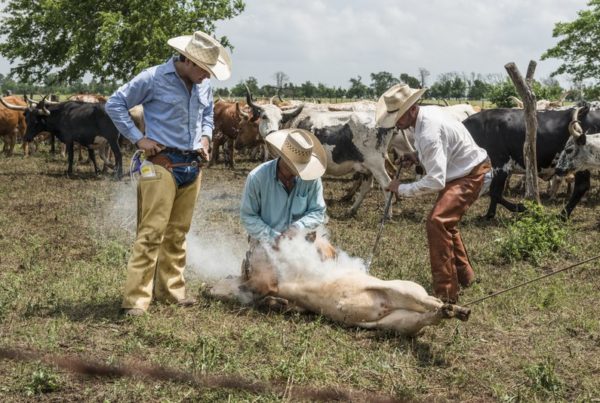 A lot has changed in the cattle business, but there’s still no substitute for a brand