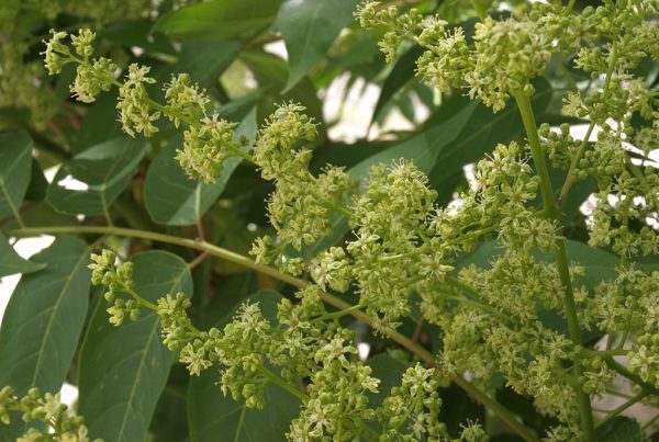 Study shows plant diversity declining due to invasive species’ success