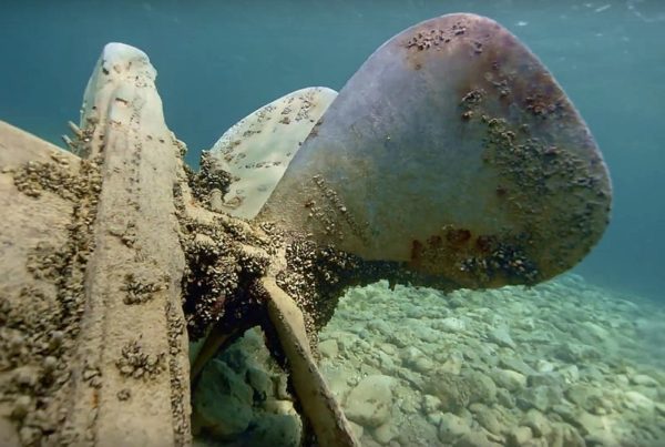 Destructive quagga mussels found in South Texas reservoir